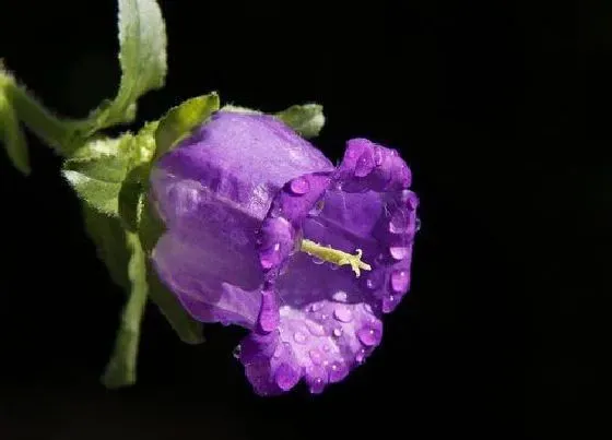 植物常识问题|风铃花有毒吗