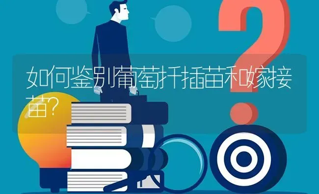 如何鉴别葡萄扦插苗和嫁接苗? | 养殖问题解答