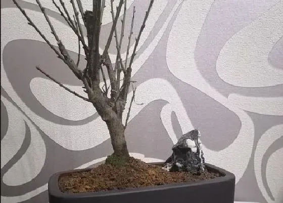 植物常识问题|养花土壤的消毒技巧