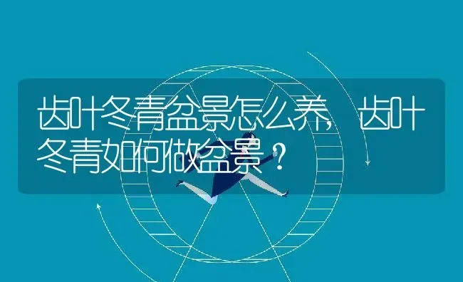 齿叶冬青盆景怎么养,齿叶冬青如何做盆景？ | 养殖常见问题