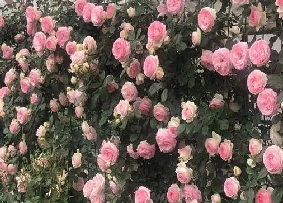 植物常识问题|月季花春天如何养护开花旺