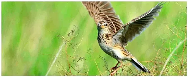 百灵鸟怎么分公母 | 科普知识