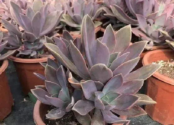 植物常识问题|如何判断多肉有没有长出新根