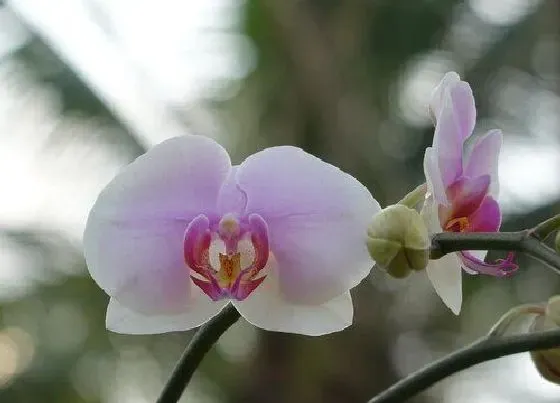 植物常识问题|蝴蝶兰形成的花苞非常少是什么原因