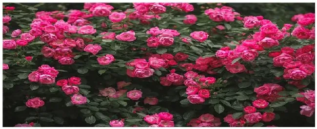 月季什么时候剪枝 | 三农问答