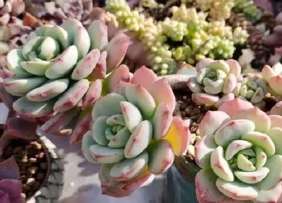 植物常识问题|如何判断多肉有没有长出新根