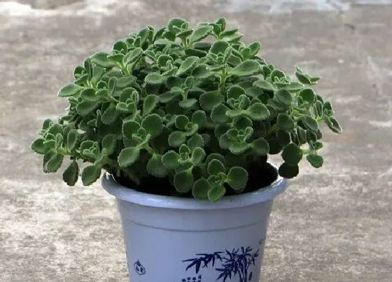 植物常识问题|分享碰碰香的养殖方法