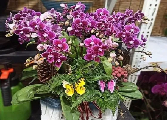 植物常识问题|购买蝴蝶兰要看哪些方面轻松选到好苗