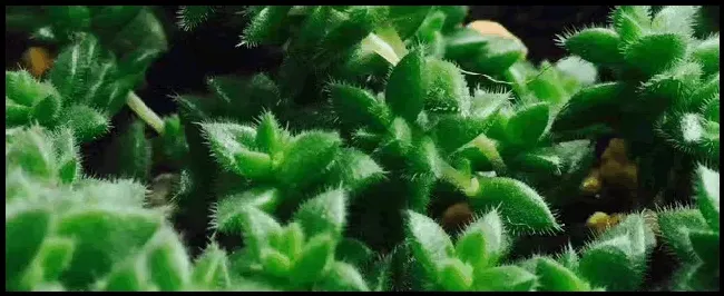 阿维菌素可杀哪些虫 | 农业答疑