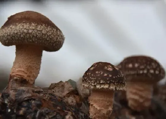 植物常识问题|金钱菇和香菇的区别