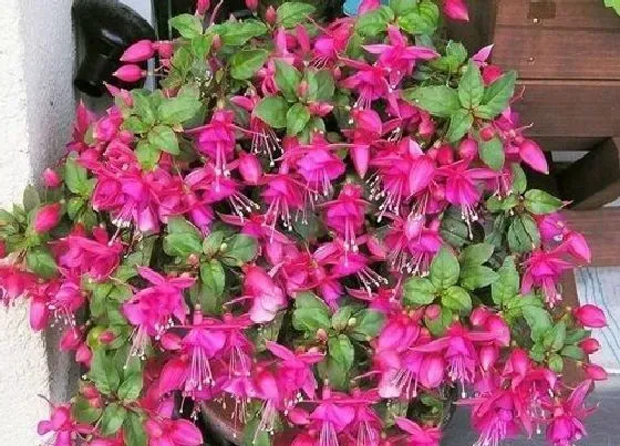 植物常识问题|倒挂金钟夏季怎么养护比较好（倒挂金钟过夏天养护绝招）
