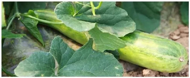 羊角酥瓜的种植方法 | 三农答疑