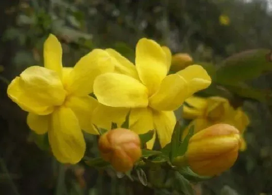 植物常识问题|迎春花长什么样子图片