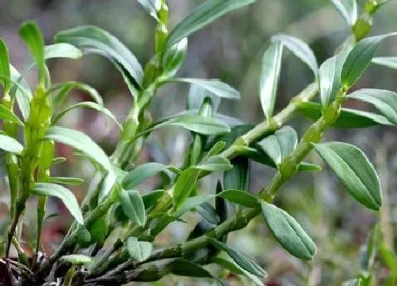 植物常识问题|中国十大仙草排名 最贵的仙草排行榜