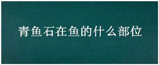 青鱼石在鱼的什么部位 | 农业答疑