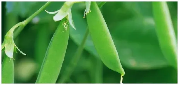 豆角打药几天可以吃 | 农业问题