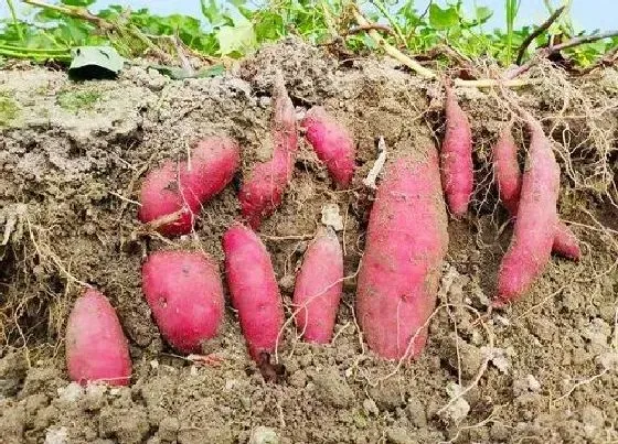 植物常识问题|地瓜发芽还能吃吗