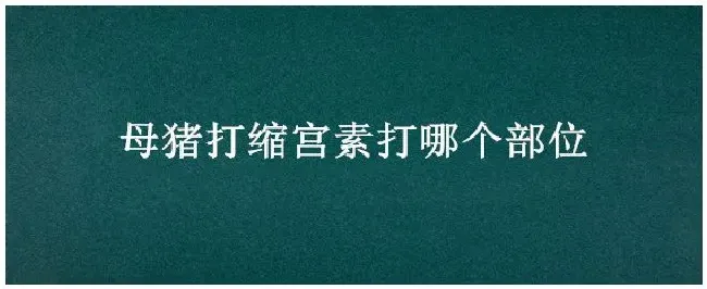 母猪打缩宫素打哪个部位 | 农业问题