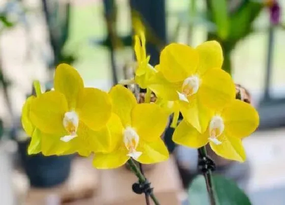 植物常识问题|烂根的蝴蝶兰如何养快速恢复活力