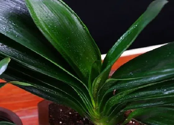 植物常识问题|入秋后怎么养君子兰侧芽冒不停