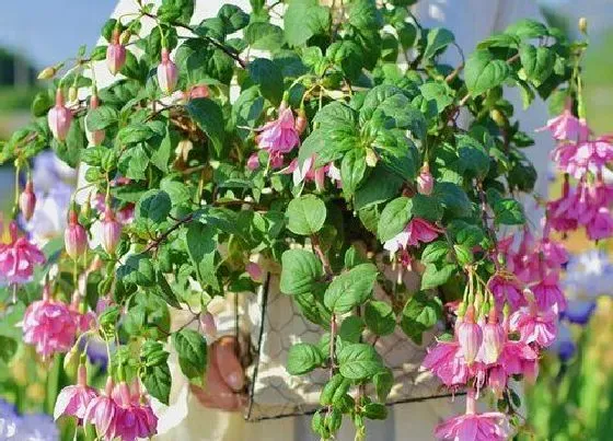 植物常识问题|倒挂金钟夏季怎么养护比较好（倒挂金钟过夏天养护绝招）