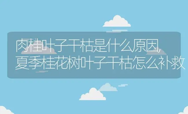 肉桂叶子干枯是什么原因,夏季桂花树叶子干枯怎么补救 | 养殖常见问题