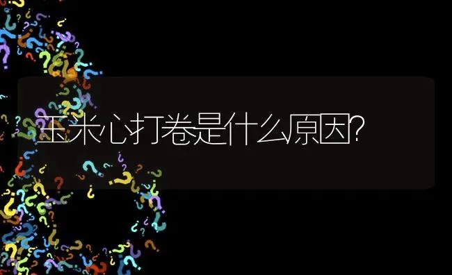 玉米心打卷是什么原因? | 养殖问题解答