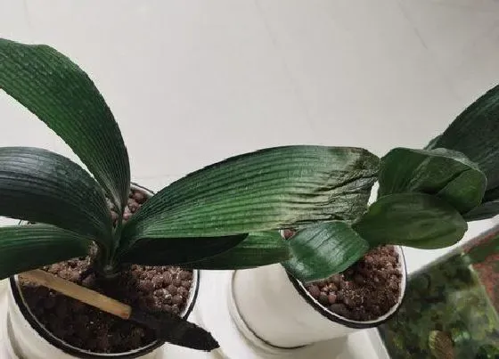植物常识问题|4月君子兰怎么养叶片油绿又肥大