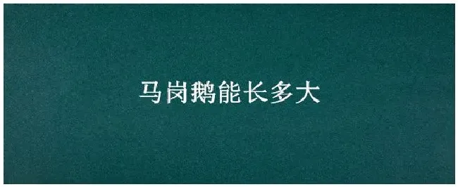 马岗鹅能长多大 | 农业答疑