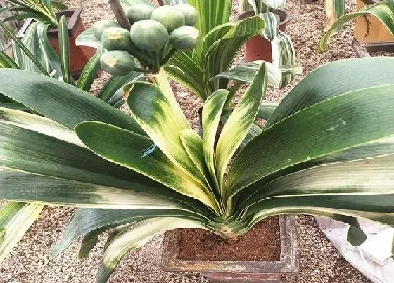 植物常识问题|入秋后怎么养君子兰侧芽冒不停