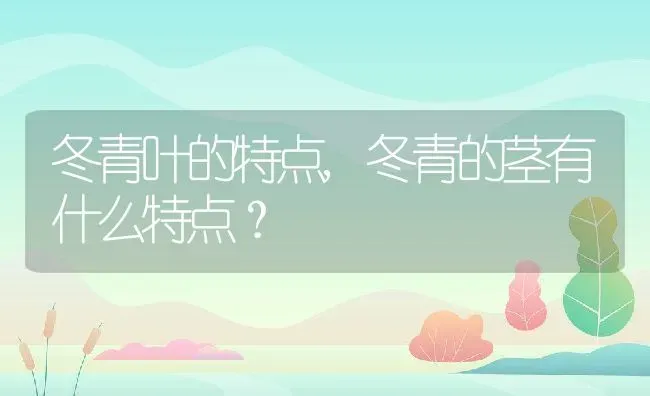 冬青叶的特点,冬青的茎有什么特点？ | 养殖常见问题