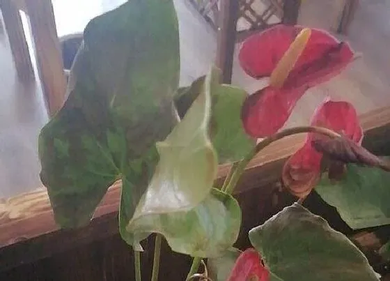 植物常识问题|红掌长出矮又小的花朵该怎么处理