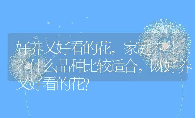 好养又好看的花,家庭养花养什么品种比较适合，既好养又好看的花？ | 养殖常见问题