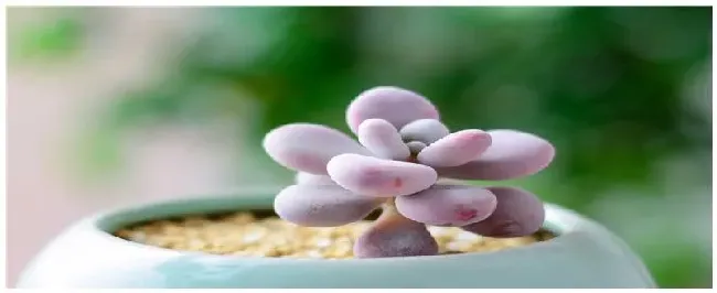 多肉苗种植注意事项 | 三农问答