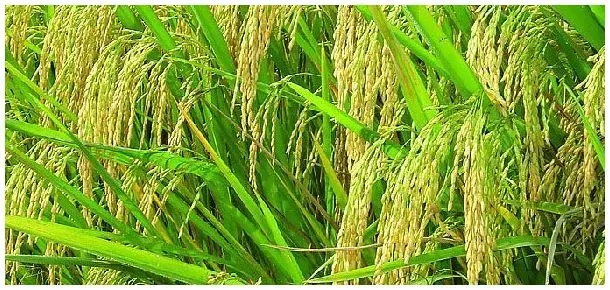 水稻垩白形成的原因 | 农业答疑