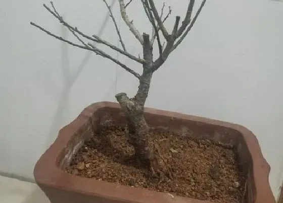 植物常识问题|养花土壤的消毒技巧