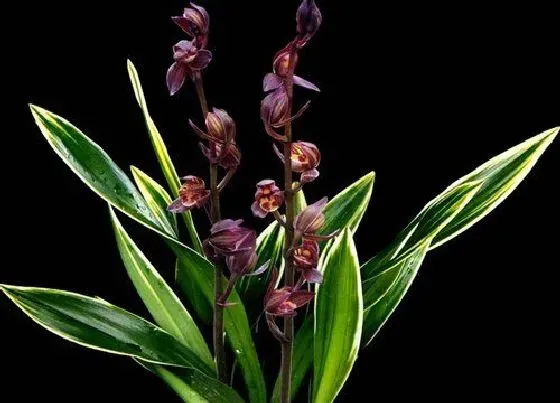 植物常识问题|兰花怎么养壮根又促花  催花小妙招