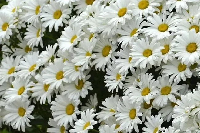 植物常识问题|白菊花养在家里好不好