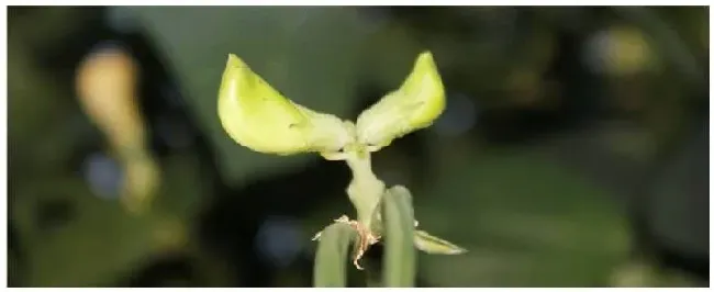 种植豆角的注意事项 | 农业常识