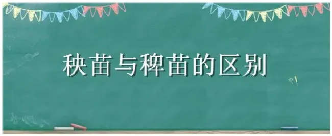 秧苗与稗苗的区别 | 三农问答