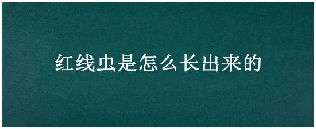 红线虫是怎么长出来的 | 生活常识