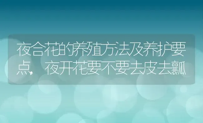 夜合花的养殖方法及养护要点,夜开花要不要去皮去瓤 | 养殖常见问题