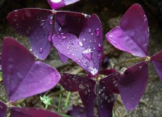 植物常识问题|酢浆草品种介绍及图片 推荐最值得养的酢浆草品种