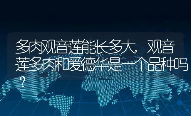 多肉观音莲能长多大,观音莲多肉和爱德华是一个品种吗？ | 养殖常见问题