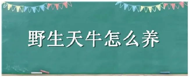 野生天牛怎么养 | 农业常识