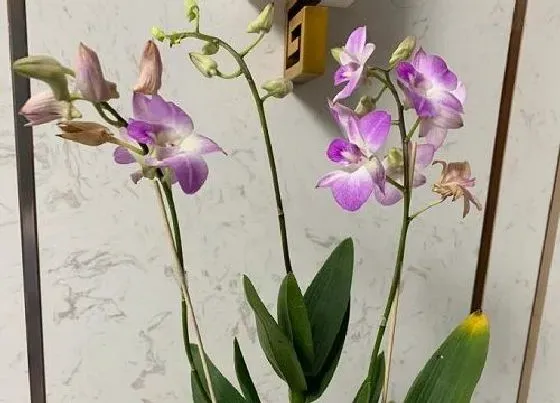 植物常识问题|石斛兰容易挂掉的原因