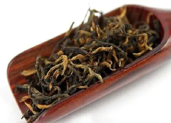 植物常识问题|红茶有哪些品种 常见的红茶种类名称及排名