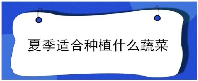 夏季适合种植什么蔬菜 | 农业问题