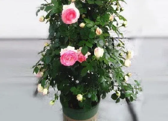 植物常识问题|休眠的月季花养护方法