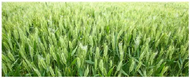 菏麦22小麦品种介绍 | 科普知识